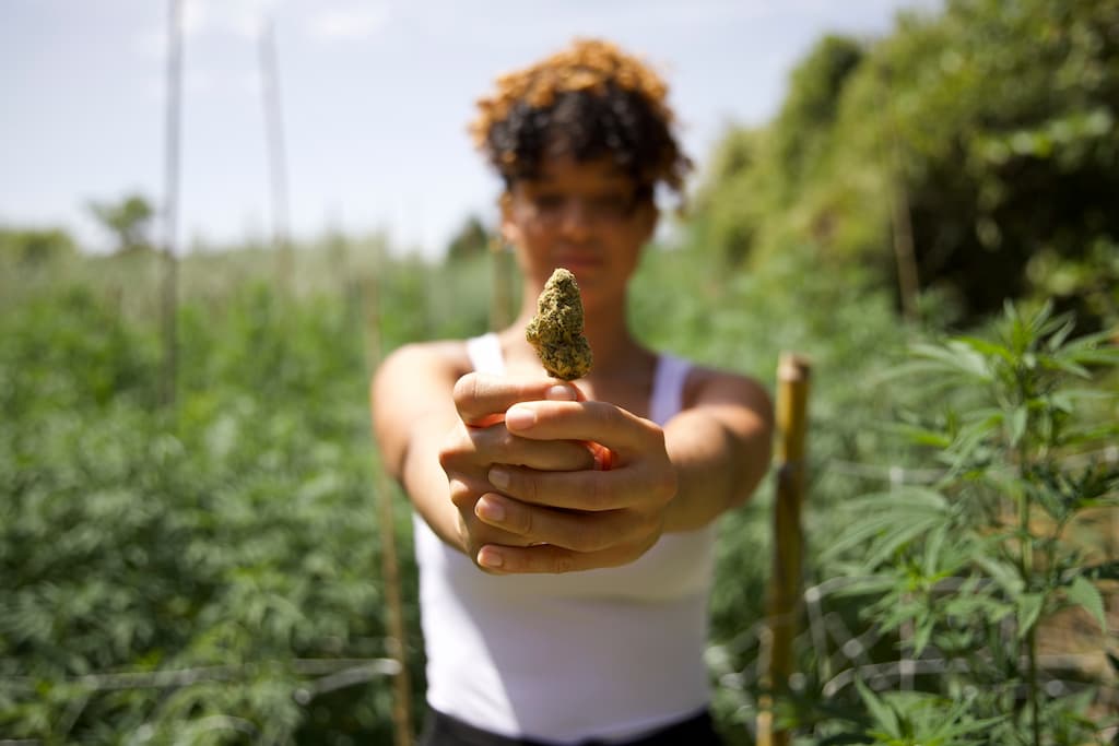 FLEUR DE CBD PUISSANTE SUISSE