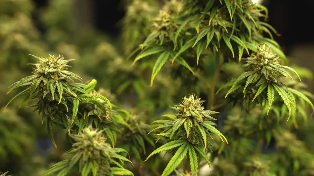 GROSSISTE FLEURS CBD
