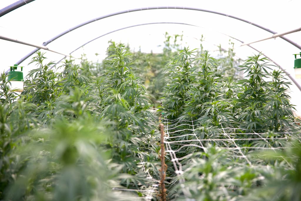 FLEUR DE CBD PUISSANTE SUISSE