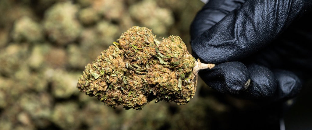 GROSSISTE FLEURS CBD