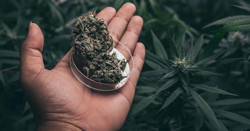 FLEURS DE CBD PUISSANTES