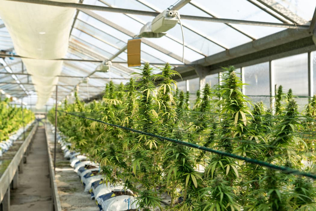 GROSSISTE FLEURS CBD
