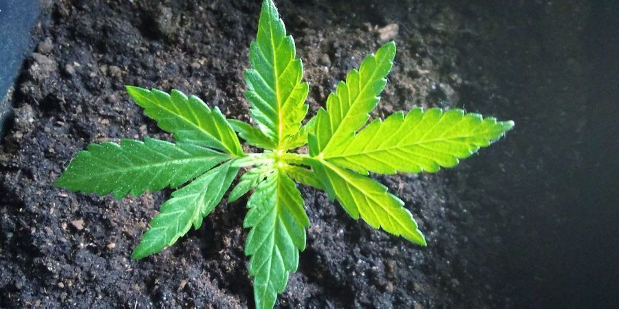 Comment cultiver du CBD à la maison - CBD Bicyclette