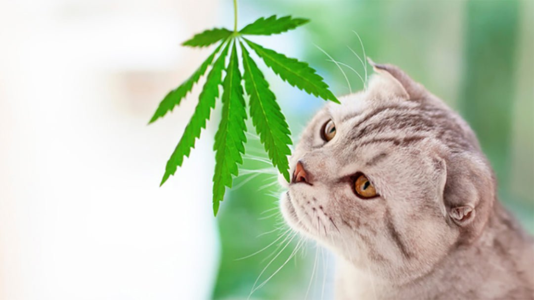 Huile de CBD pour chat - CBD Bicyclette