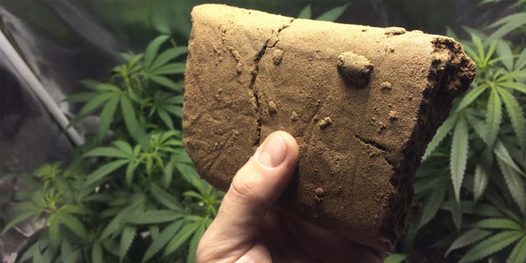 Quelles sont les différentes méthodes pour fabriquer de la résine de CBD ? - CBD Bicyclette