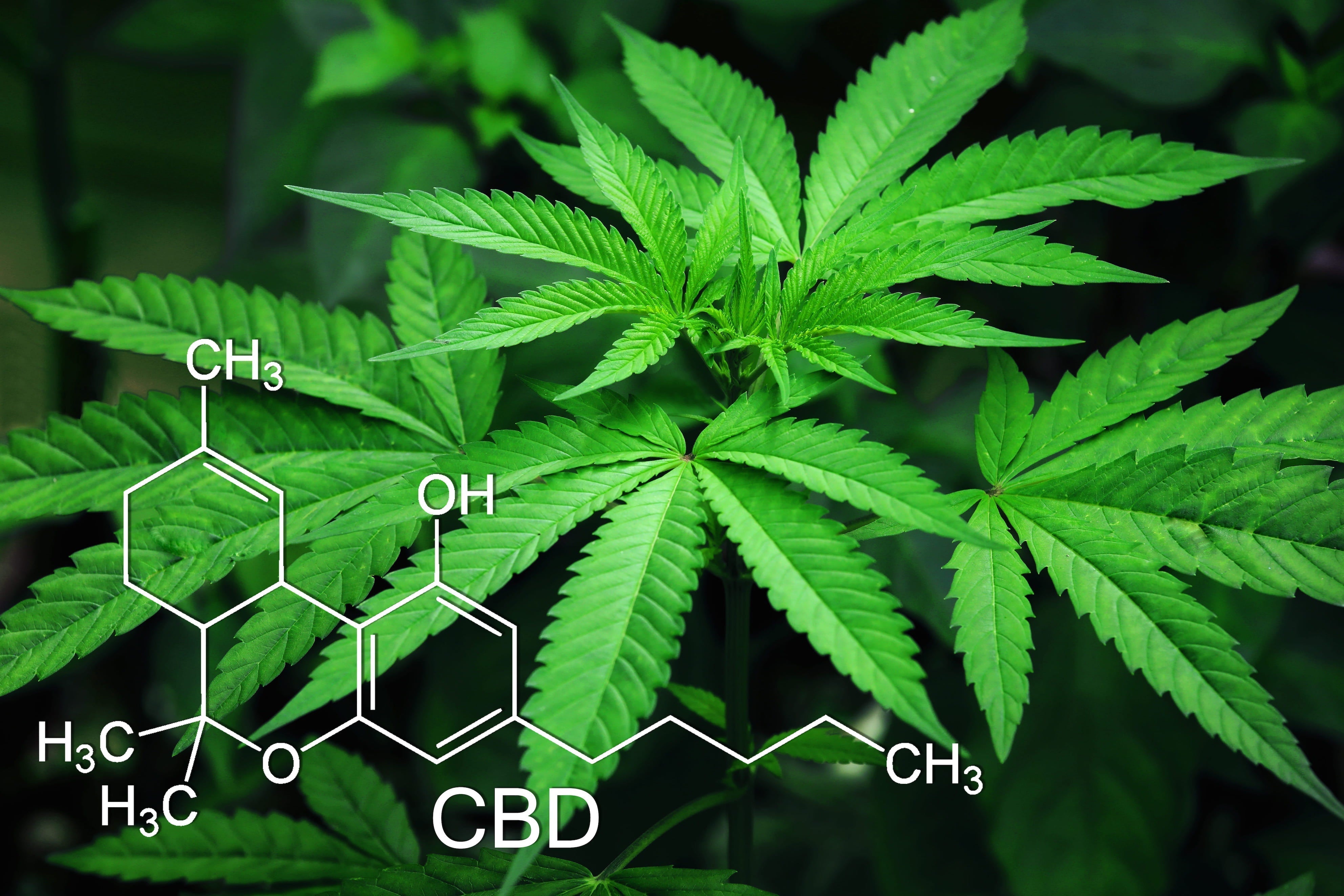 Qu'est ce que le CBD ? - CBD Bicyclette