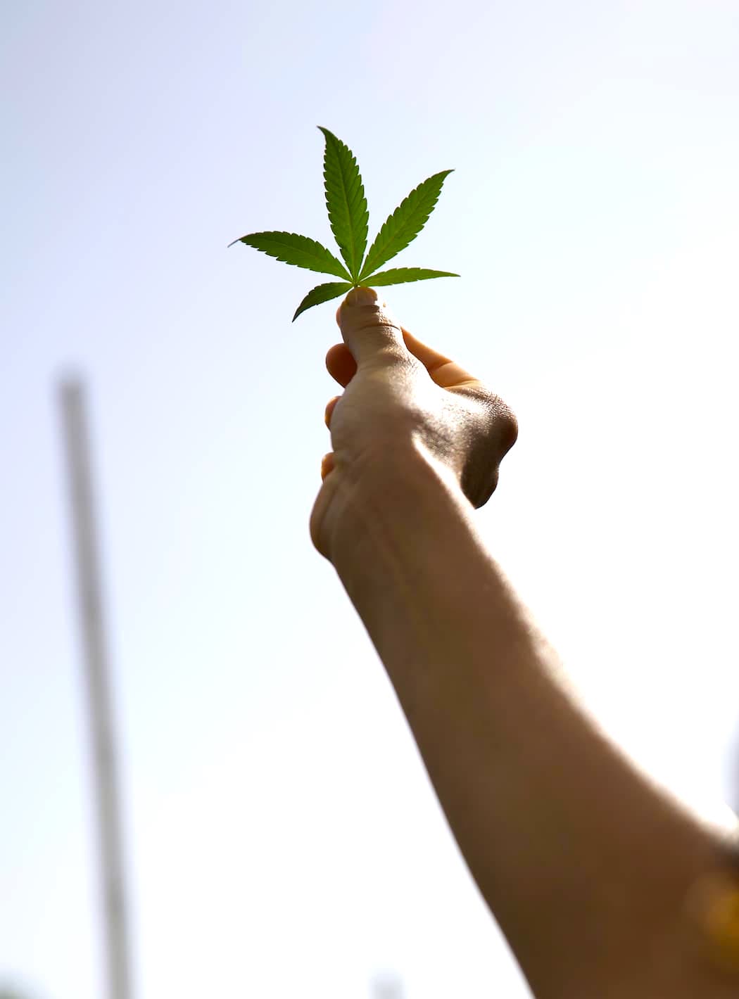 feuille de cannabis cbd de chez le producteur français Jules 