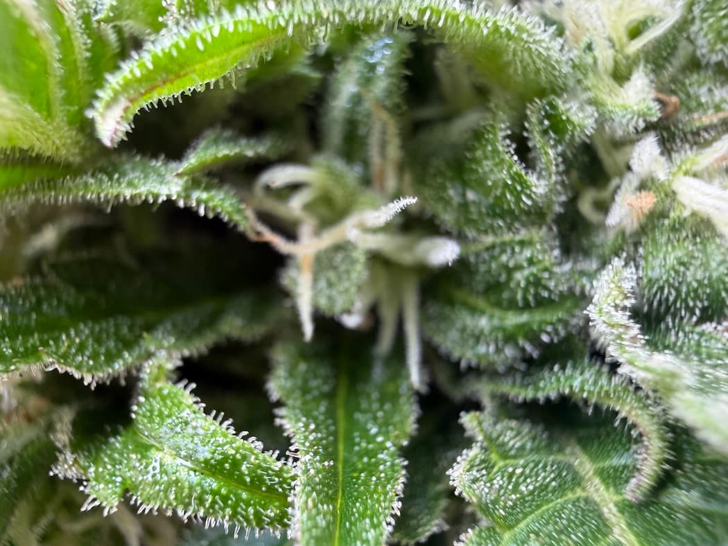fleurs-sans-thc.jpg