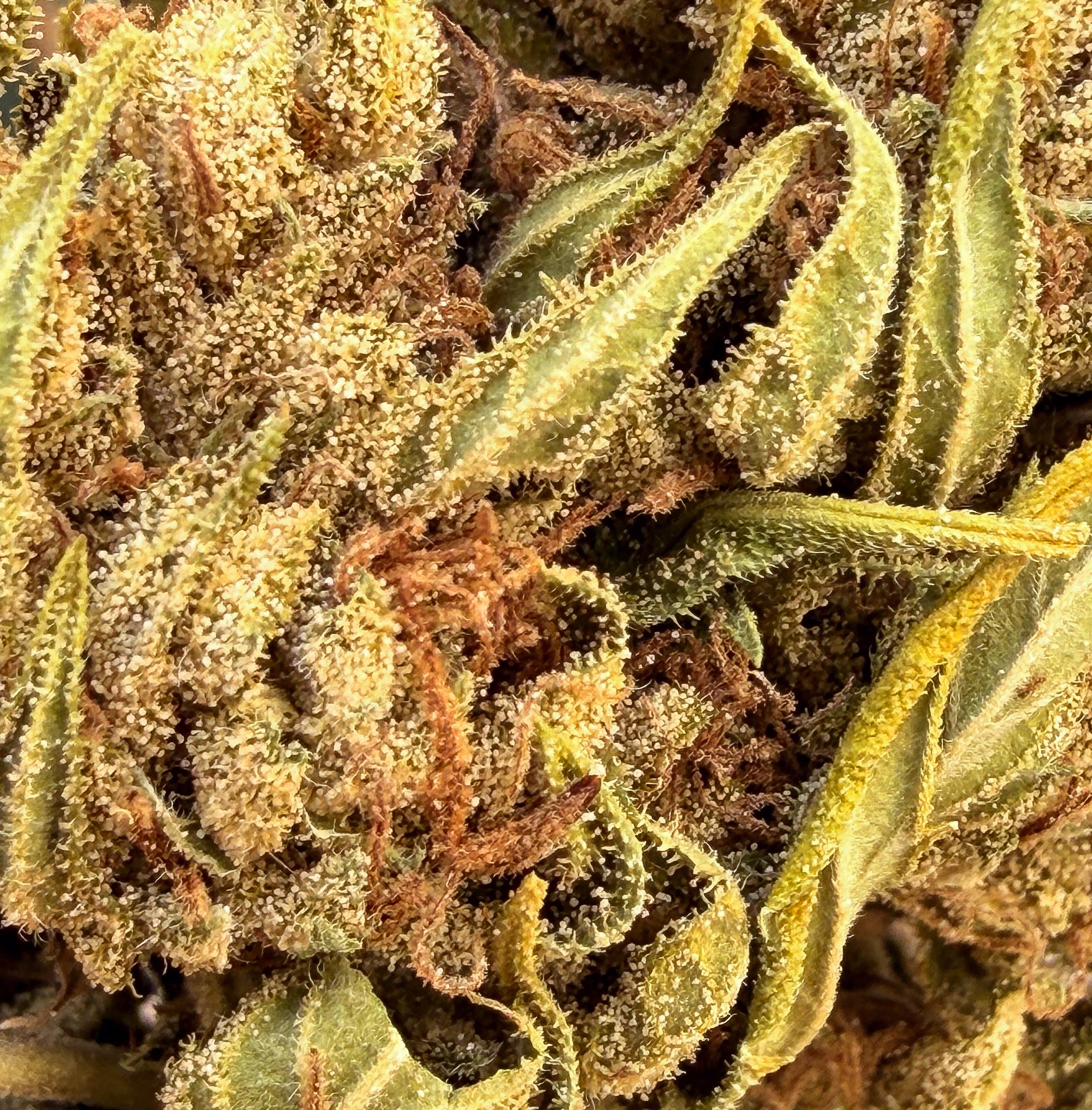 Macro Remedy CBG sans THC